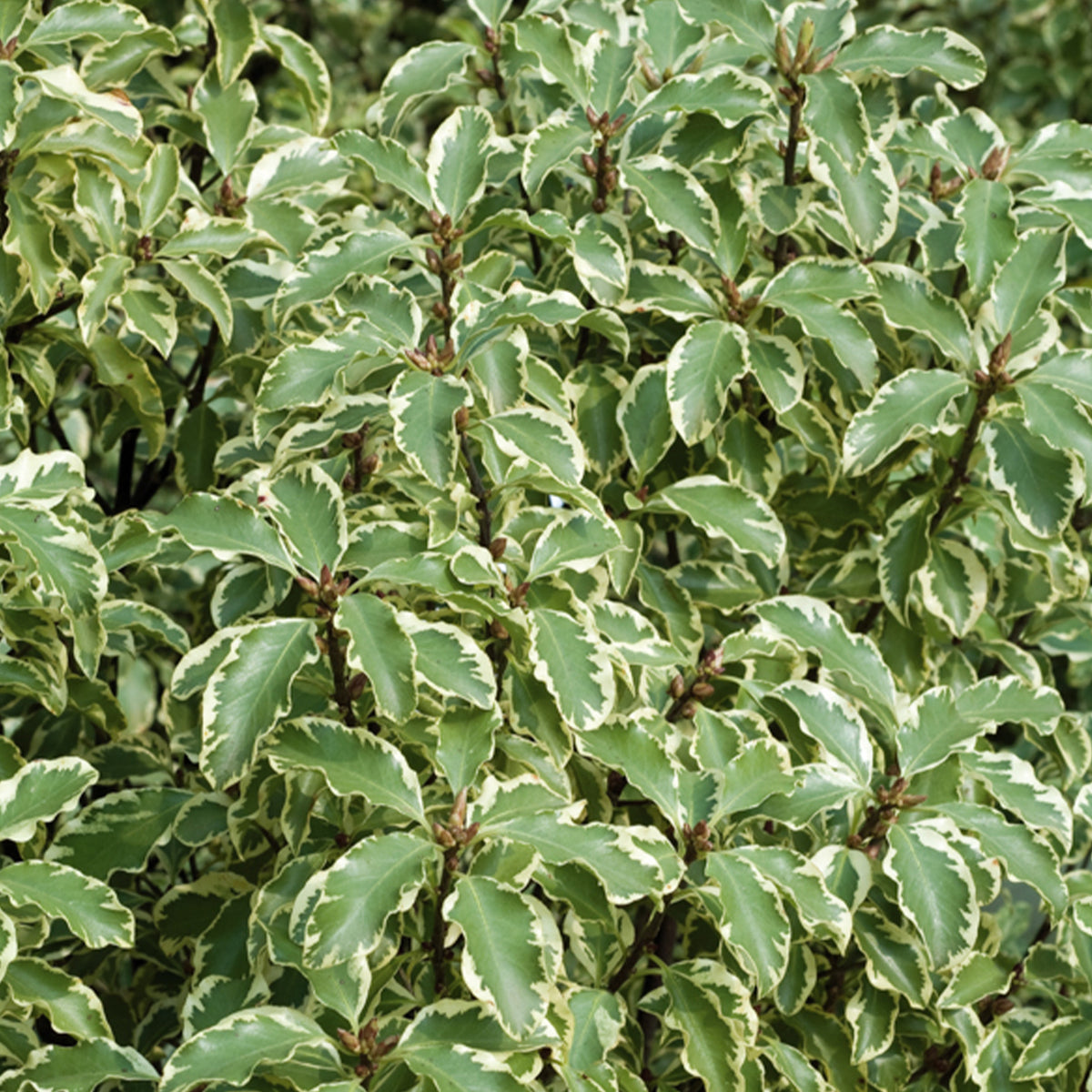 Australische bonte Laurier - Pittosporum tenuifolium Variegatum - Bakker
