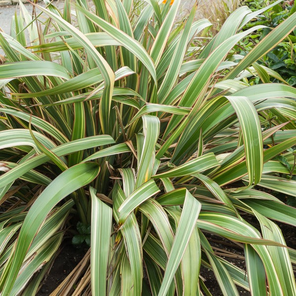 Nieuw Zeelands vlas - tricolor - Phormium tricolor - Terras- en balkonplanten