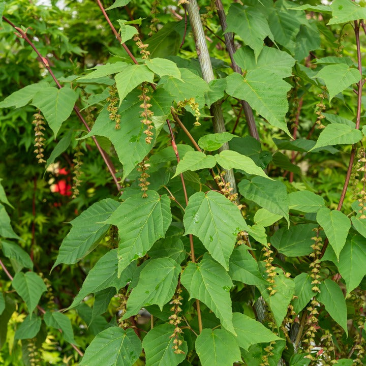 Acer davidii - Slangehuid Esdoorn - Esdoorn