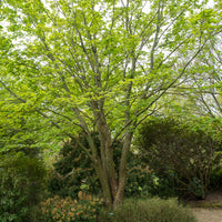 Slangehuid Esdoorn - Bakker