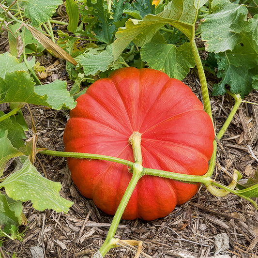 Pompoen 'Etampes' - Bakker