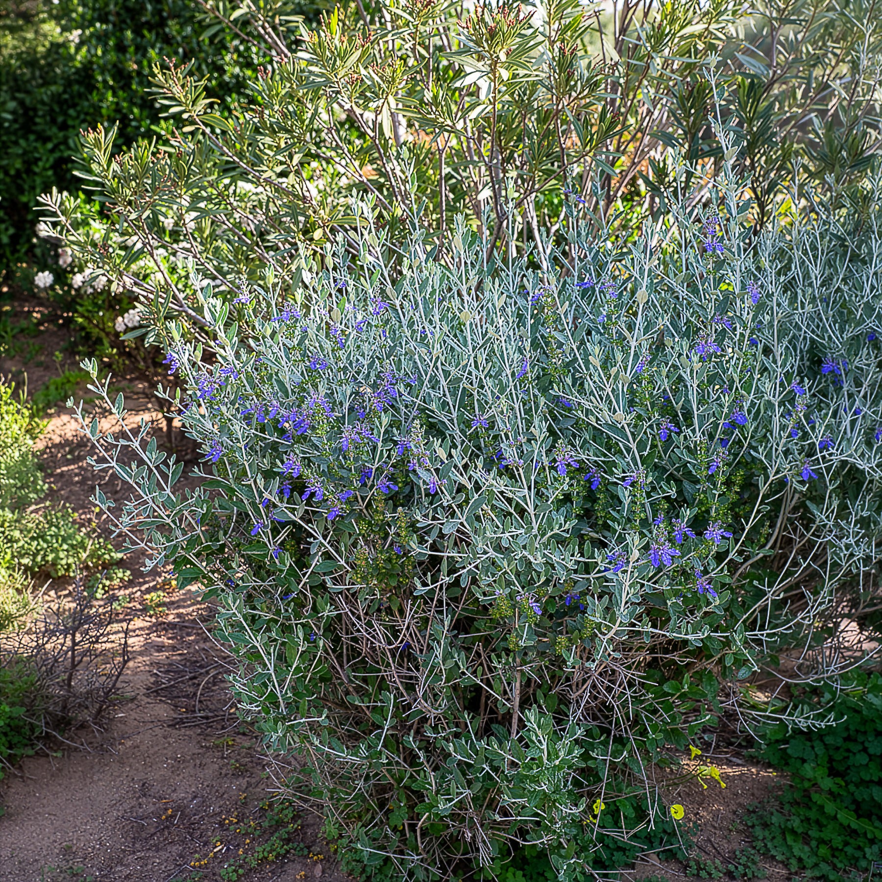 Verkoop Gamander 'Azureum' - Teucrium fruticans 'azureum'
