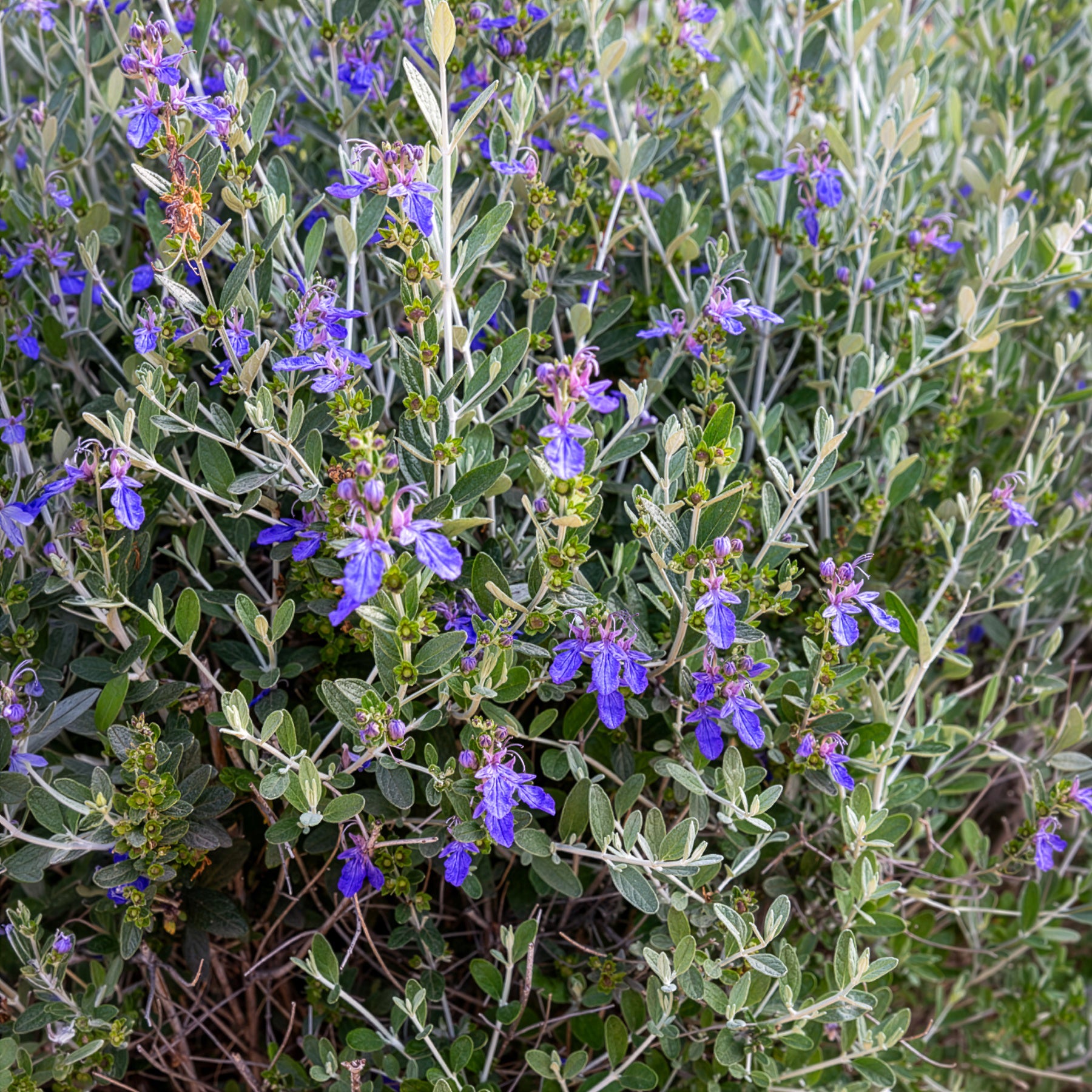 Gamander 'Azureum' - Bakker