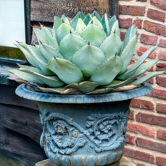 Agave parryi - Bakker