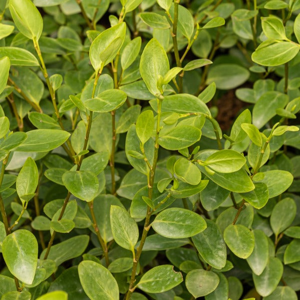 Griselinia 'Lucida' - Griselinia lucida - Terras- en balkonplanten