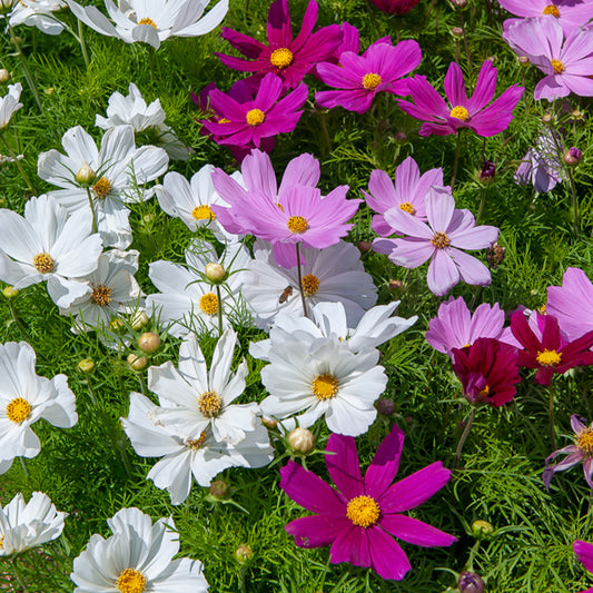 Cosmos 'Sensation' - Bakker