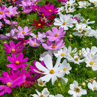 Eetbare bloemzaden - Cosmos 'Sensation' - Cosmos sensation en mélange