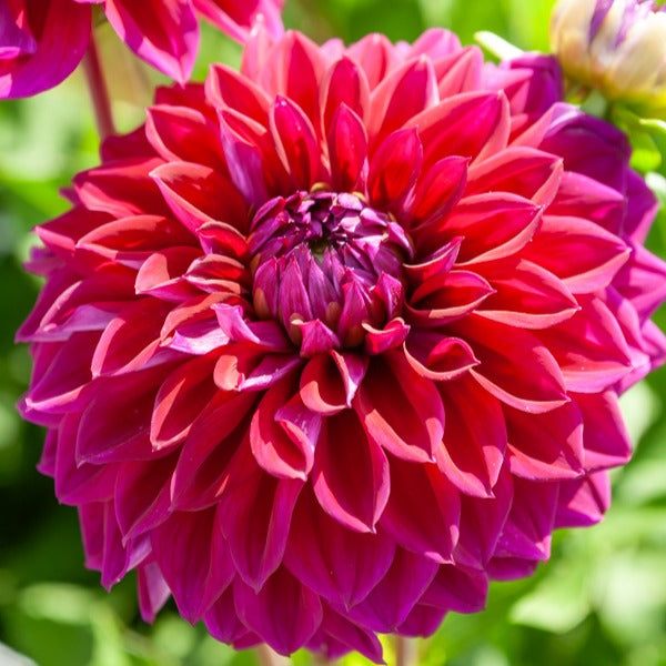 Dahlia Mix 'Grootbloemig' (x5) - Dahlia 'Diva', 'Clair Obscure', 'Mistery Day', 'Seduction', 'Luka Johanna' - Bakker