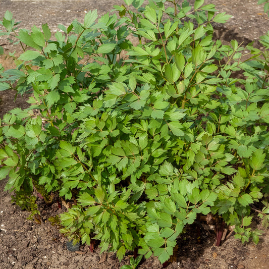 Lavas - BIO - Levisticum officinalis - Bakker