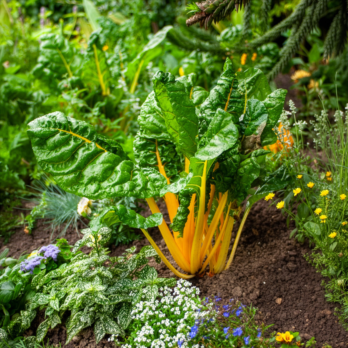Verkoop Snijbiet Mix 'Rainbow - Beta vulgaris