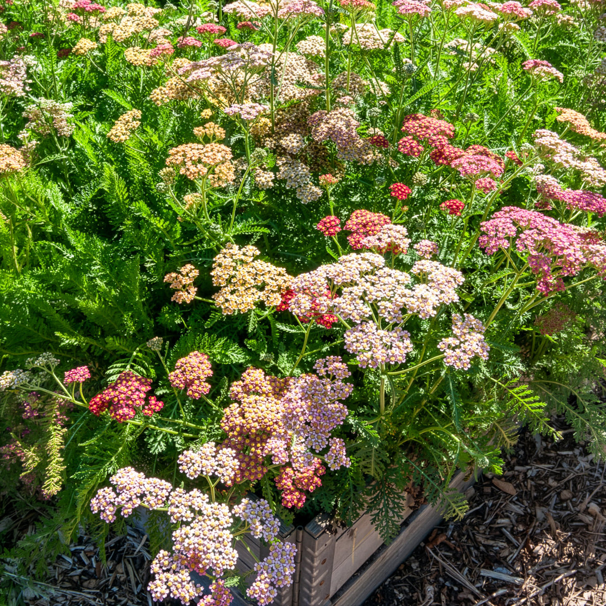 Duizendblad Achillea millefolium Summer Pastels FMix - Bakker