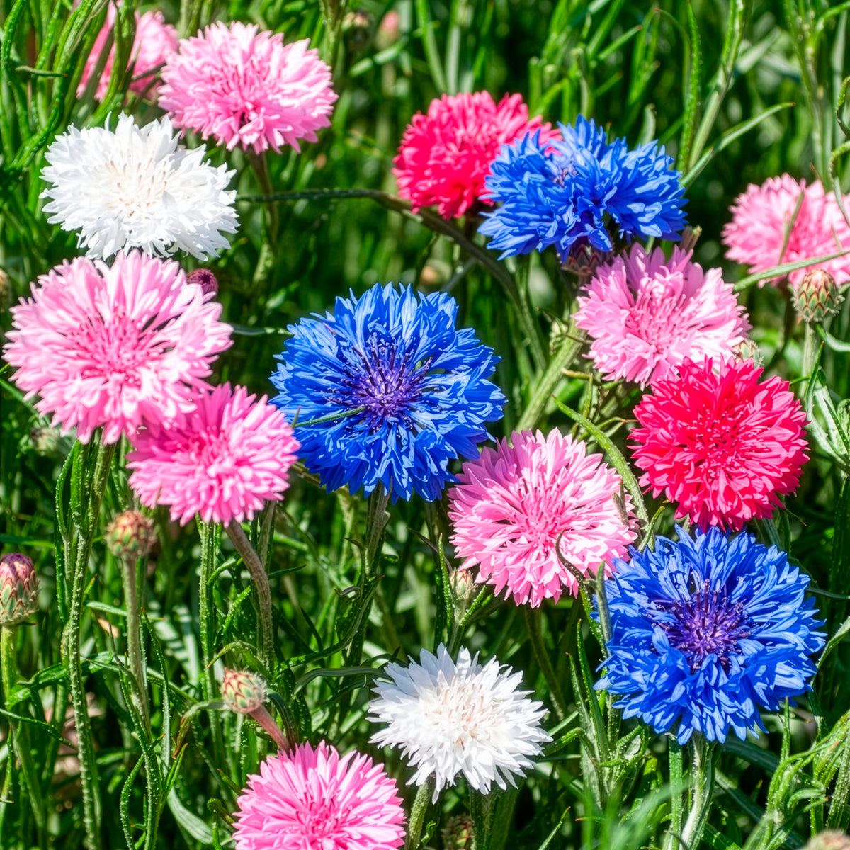 Dubbelbloemige korenbloem Mix - Bakker