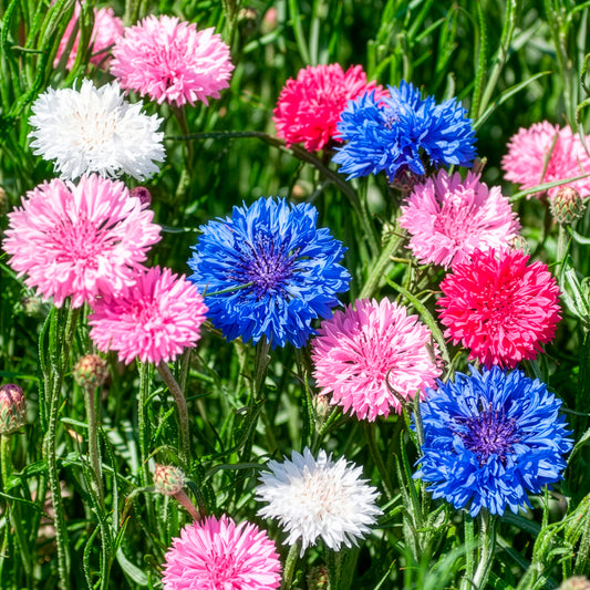 Dubbelbloemige korenbloem Mix - Bakker