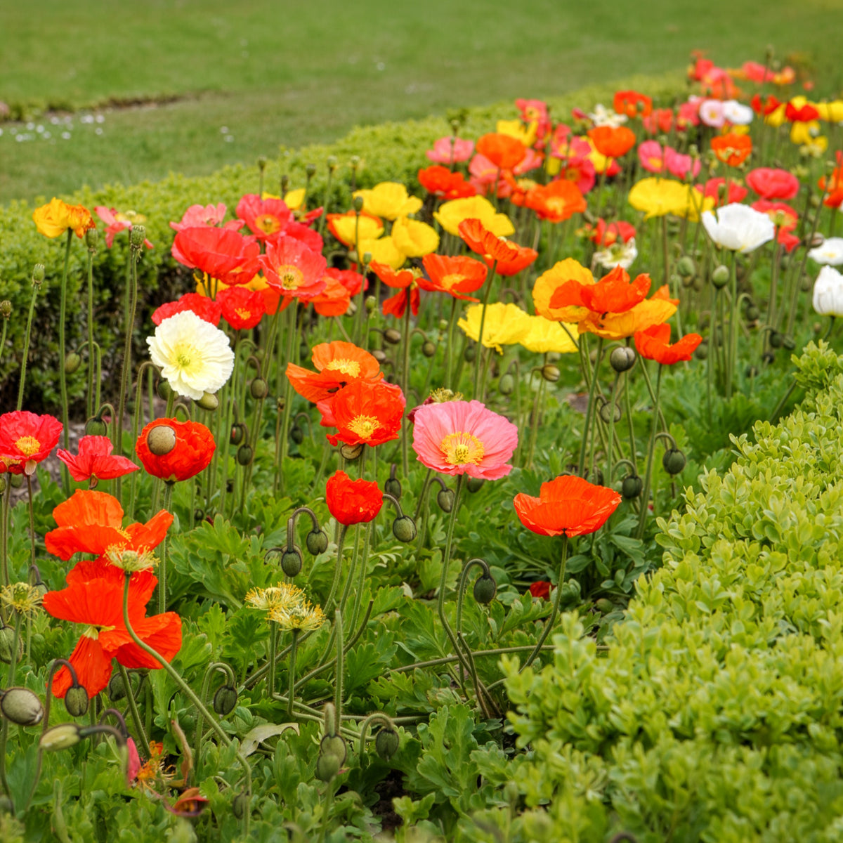 Papaver nudicaule - Klaproos Mix 'Artist's Glory' - Terras en balkon