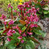 Schoenlappersplant Abendglut - Bergenia cordifolia Abendglut - Bakker