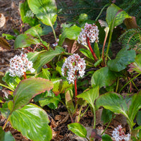 Schoenlappersplant Silberlicht - Bergenia Silberlicht - Bakker