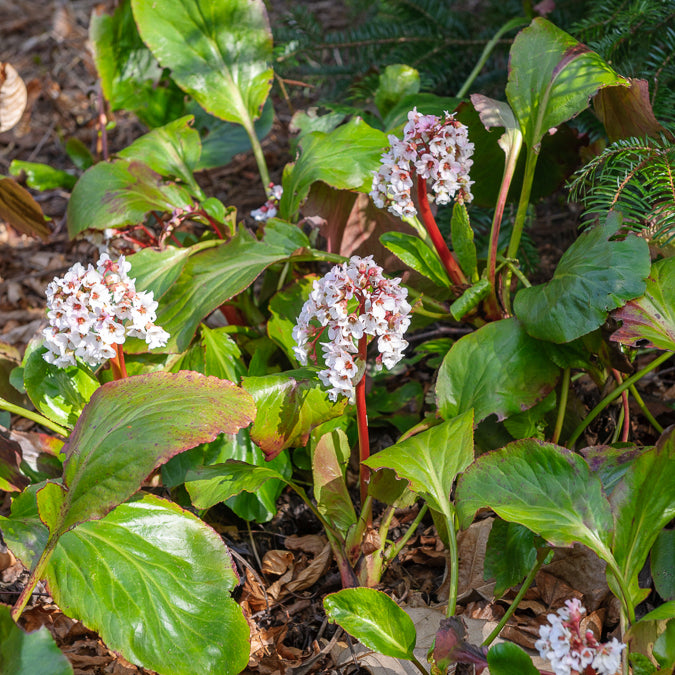 Schoenlappersplant Silberlicht - Bergenia Silberlicht - Bakker