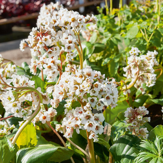 Schoenlappersplant Silberlicht - Bakker