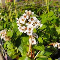 Bergenia Silberlicht - Schoenlappersplant Silberlicht - Bergenia