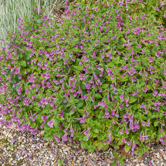 Bergsteentijm Thé de l'Aubrac - Bakker