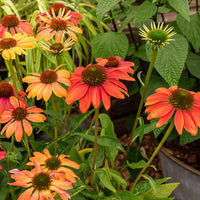 Zonnehoed 'Cheyenne Spirit' - Echinacea purpurea Cheyenne Spirit - Bakker