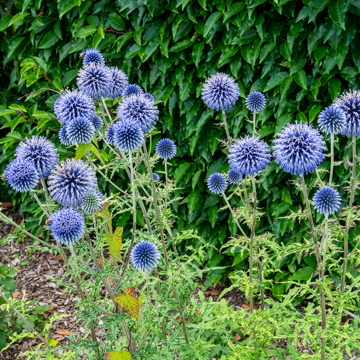 Kogeldistel - Bakker