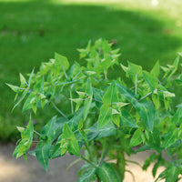 Euphorbia lathyris - Kruisbladige wolfsmelk - Bloeiende vaste planten