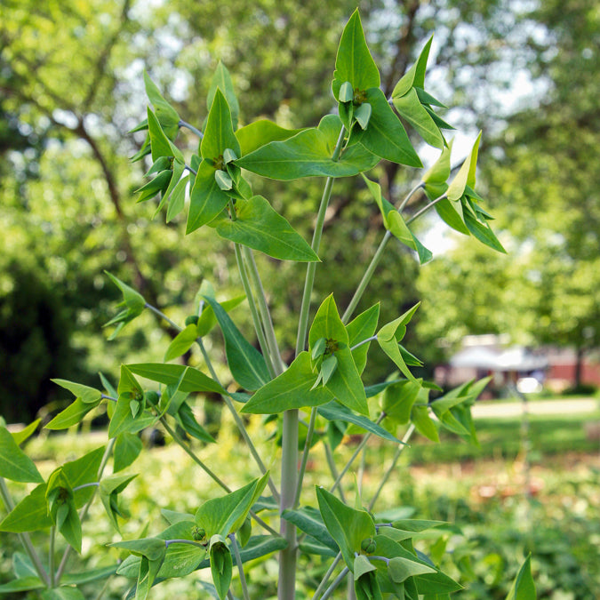 Kruisbladige wolfsmelk - Euphorbia lathyris - Bakker