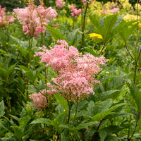 Knolspirea Venusta - Filipendula rubra venusta - Bakker