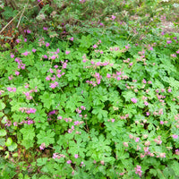 Rotsooievaarsbek - Geraniums - Bakker