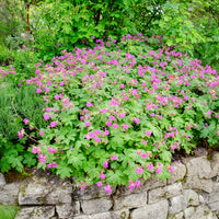 Verkoop Rotsooievaarsbek - Geranium macrorrhizum