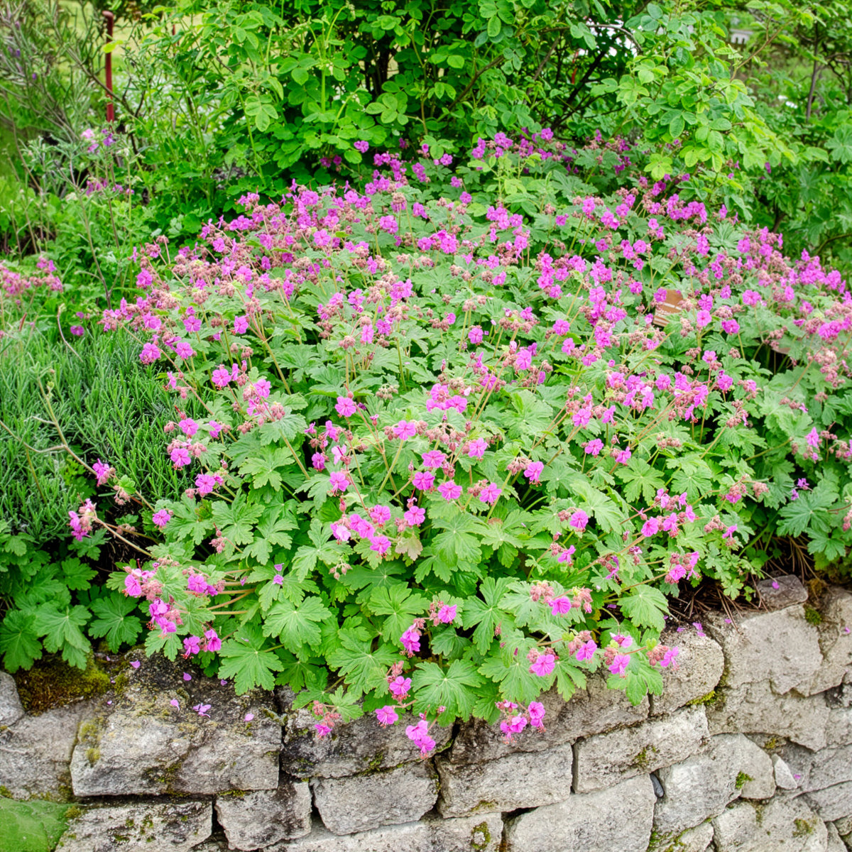 Verkoop Rotsooievaarsbek - Geranium macrorrhizum