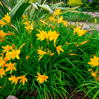 Daglelie Citrina - Hemerocallis citrina - Bakker