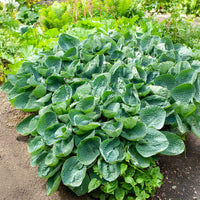 Hartlelie Big Daddy Funkia - Hosta big daddy - Bakker