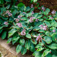 Verkoop Hartlelie Halcyon - Hosta Halcyon
