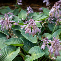 Hosta - Hartlelie - Hartlelie Halcyon - Hosta Halcyon