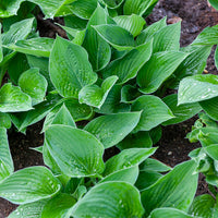 Hartlelie Elegans Funkia sieboldiana - Hosta sieboldiana elegans - Bakker