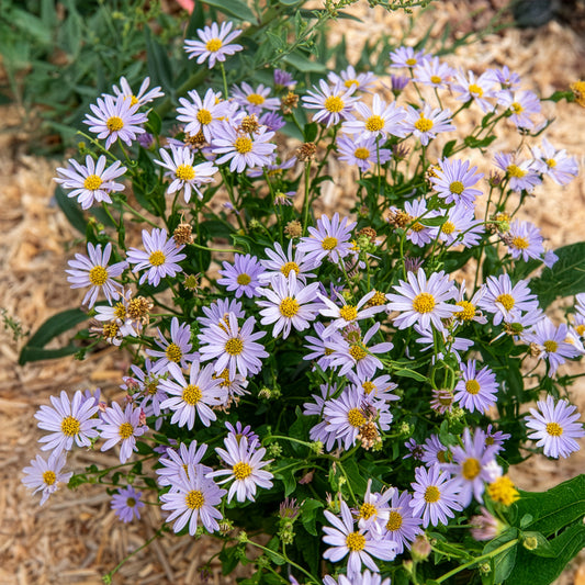 Zomeraster Blue Star - Bakker