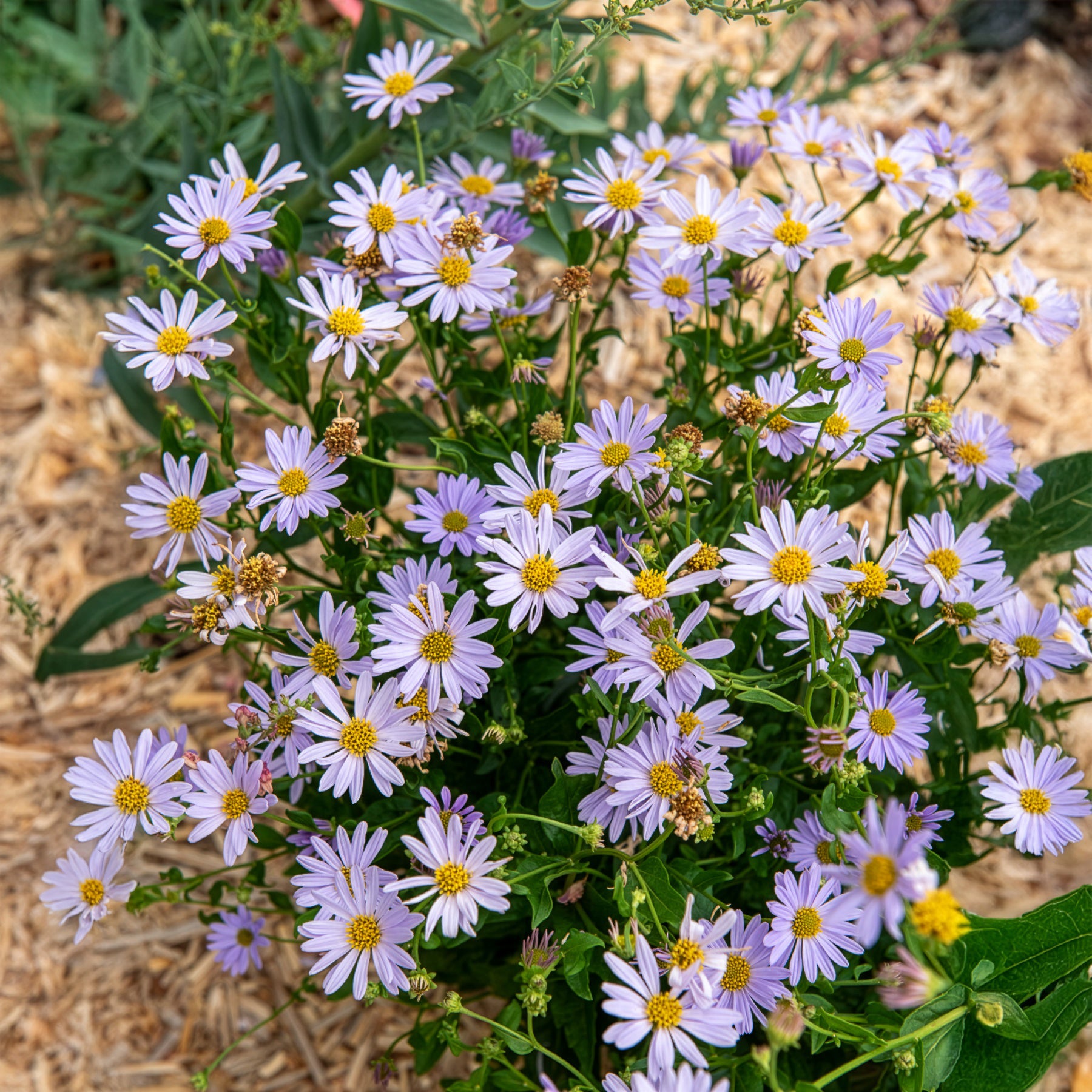 Zomeraster Blue Star - Bakker