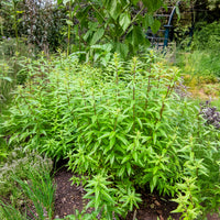 Verkoop Citroenverbena - Aloysia citrodora