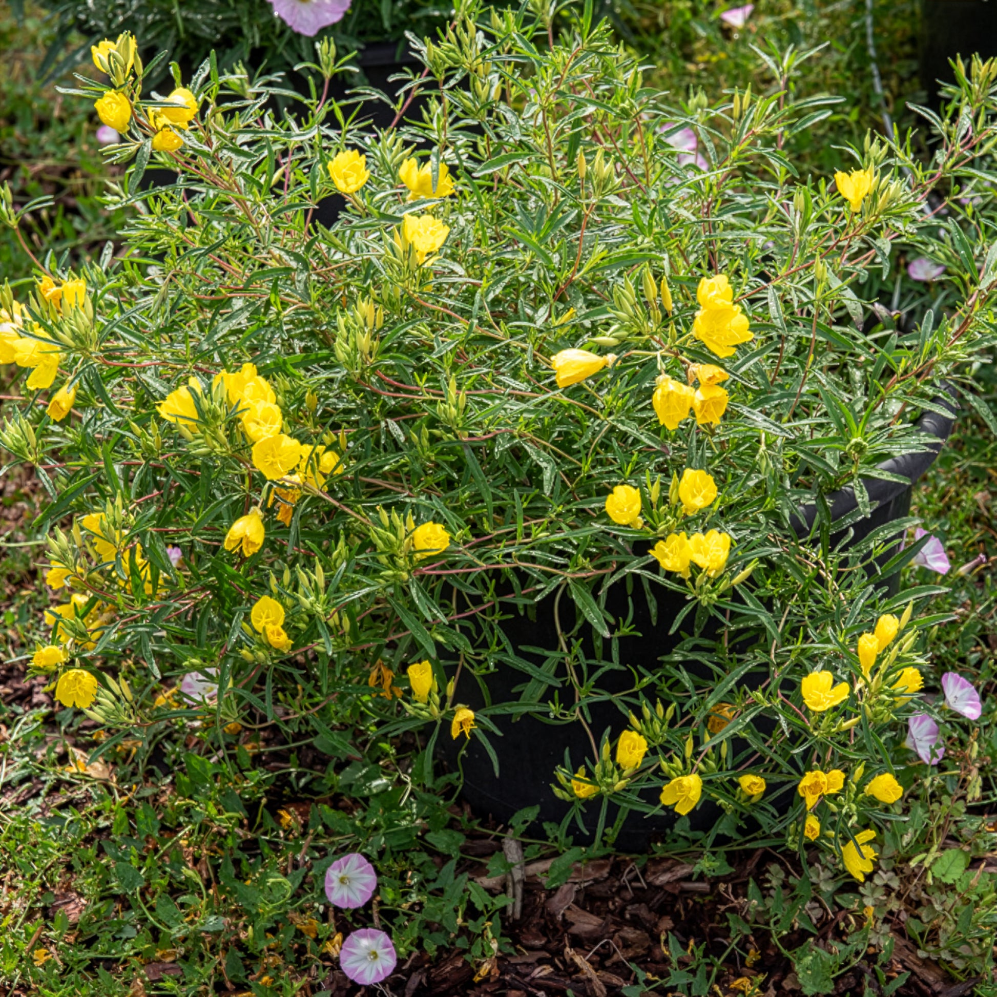 Teunisbloem African Sun - Oenothera African Sun - Bakker