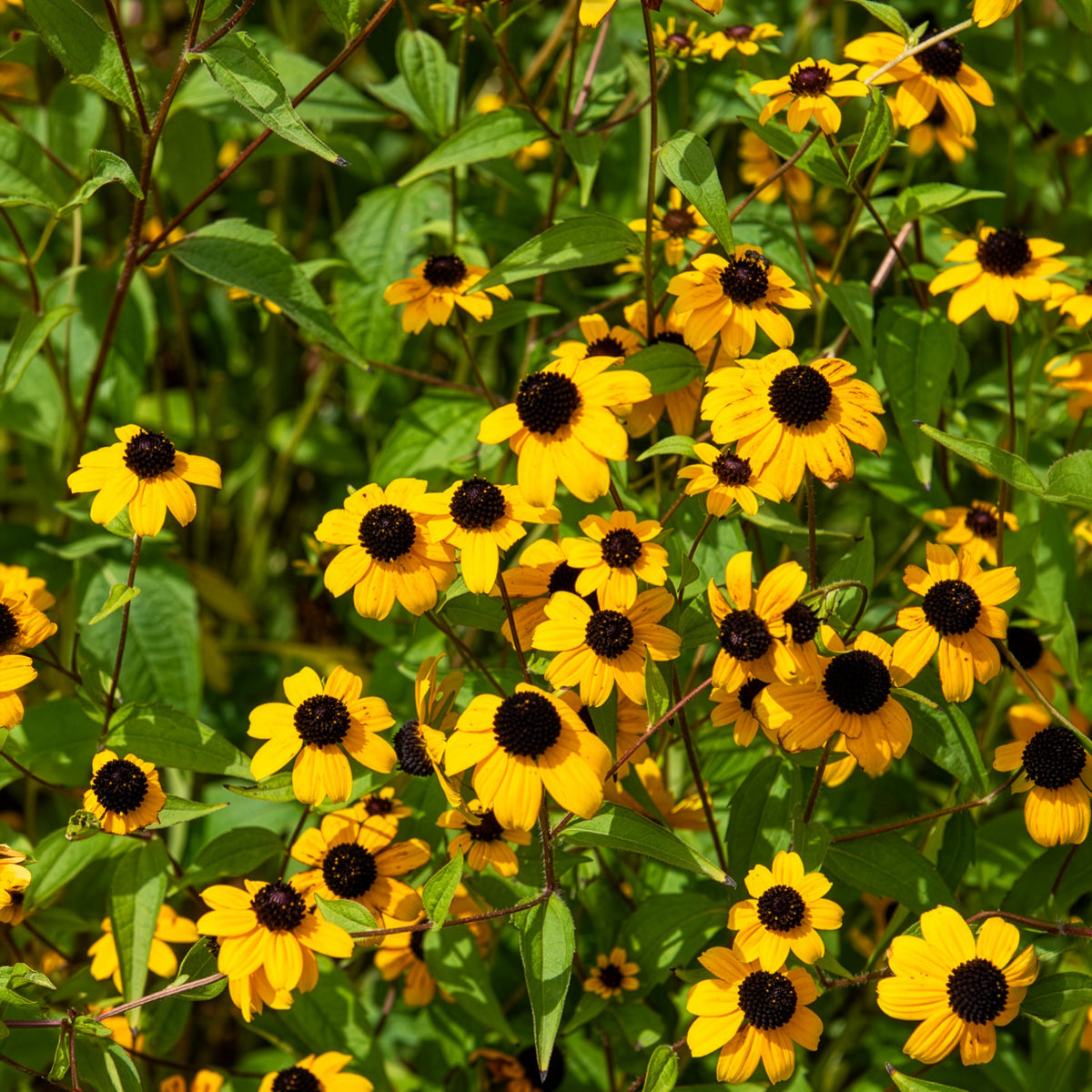 Verkoop Zonnehoed tribola - Rudbeckia  triloba