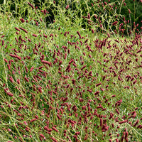Grote pimpernel - Sanguisorba officinalis - Bakker