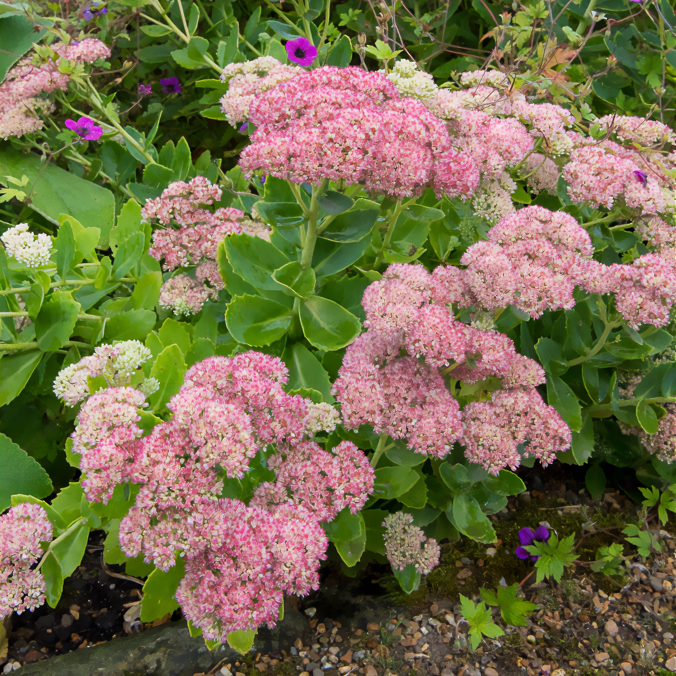Vaste planten - Vetkruid 'Herbstfreude' - Sedum herbstfreude