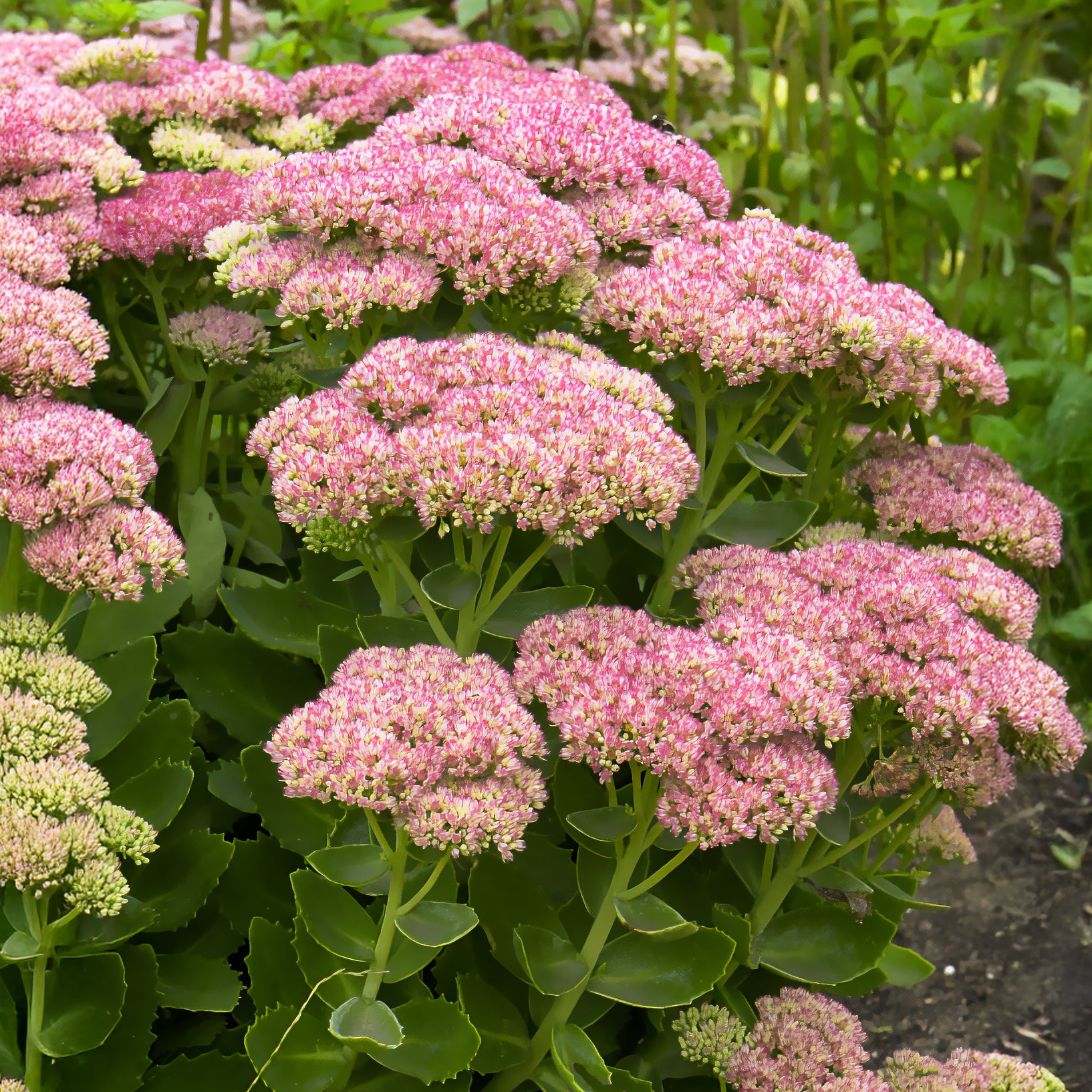 Sedum herbstfreude - Vetkruid 'Herbstfreude' - Vaste planten
