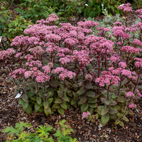 Vaste planten - Vetkruid 'Matrona' - Sedum matrona