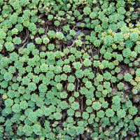 Vetkruid pachyclados - Sedum pachyclados - Bakker
