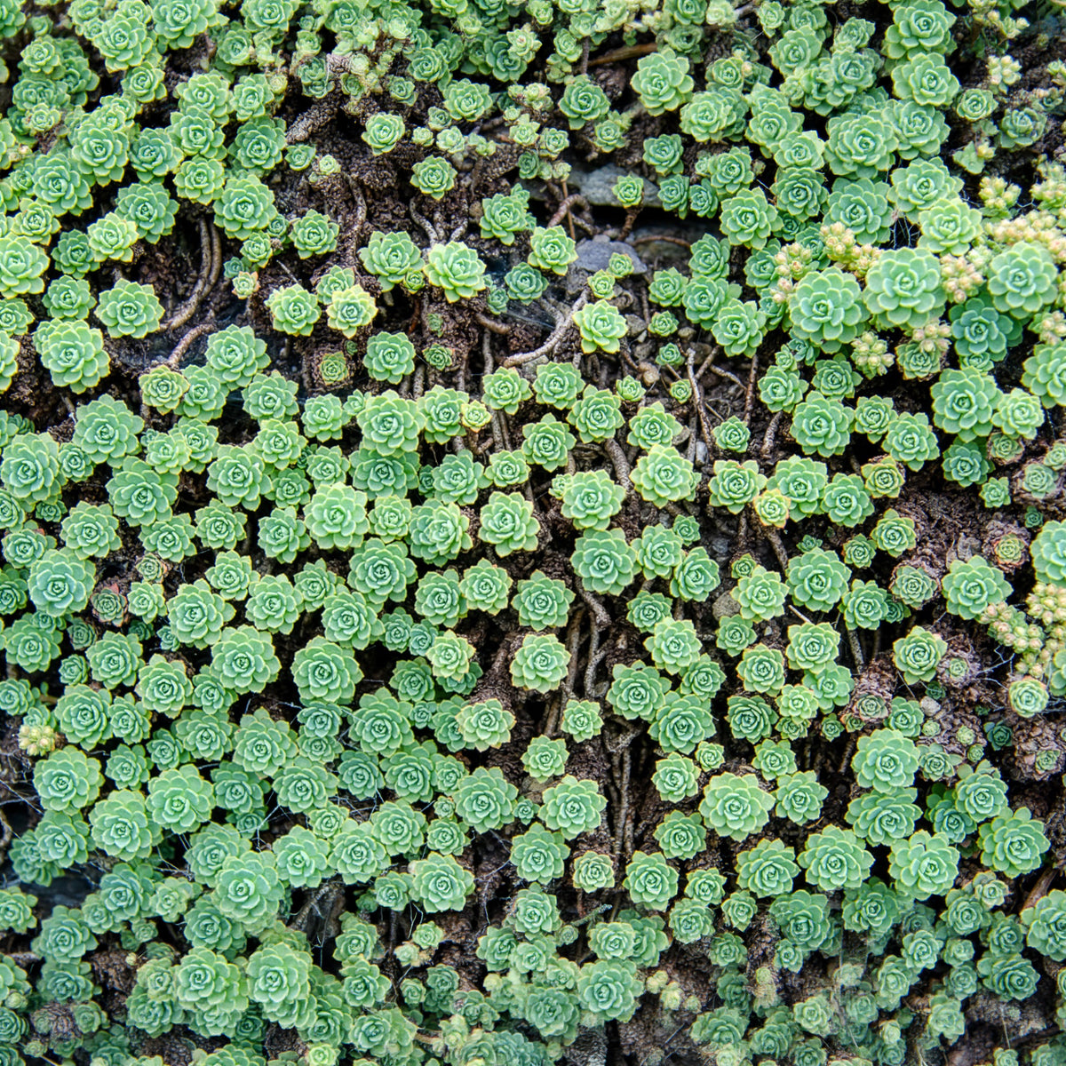 Vetkruid pachyclados - Sedum pachyclados - Bakker
