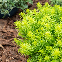 Vetkruid 'Reflexum Angelina' - Sedum reflexum Angelina - Bakker