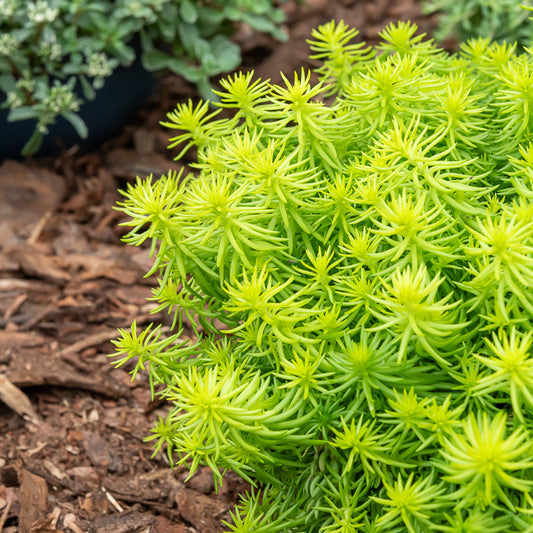 Vetkruid 'Reflexum Angelina'